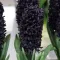 Bulbi Zambile Midnight Sky (Hyacinthus)