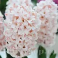 Bulbi Zambile Pink Elephant (Hyacinthus)