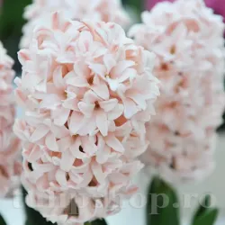 Bulbi Zambile Pink Elephant (Hyacinthus)