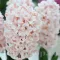 Bulbi Zambile Pink Elephant (Hyacinthus)