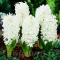 Bulbi Zambile Carnegie (Hyacinthus)