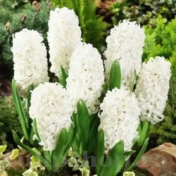 Bulbi Zambile Carnegie (Hyacinthus)