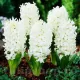 Bulbi Zambile Carnegie (Hyacinthus) bulbi zambile carnegie alb pur parfumat