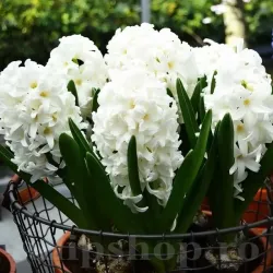 Bulbi Zambile Carnegie (Hyacinthus)