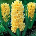 Bulbi Zambile City of Haarlem (Hyacinthus)