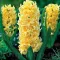 Bulbi Zambile City of Haarlem (Hyacinthus)