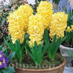 Bulbi Zambile City of Haarlem (Hyacinthus)