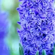 Bulbi Zambile Crystal Palace (Hyacinthus) bulbi zambile crystal palace albastru batut 110x110