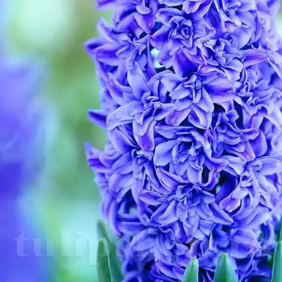 Bulbi Zambile Crystal Palace (Hyacinthus) bulbi zambile crystal palace albastru batut