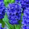 Bulbi Zambile Crystal Palace (Hyacinthus)