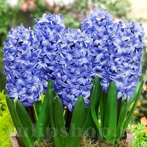 Bulbi Zambile Delft Blue (Hyacinthus)