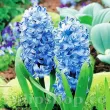 bulbi zambile delft blue plantare toamna 110x110