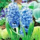 bulbi zambile delft blue plantare toamna