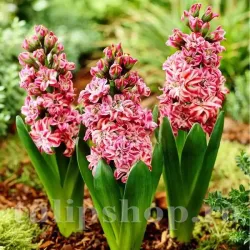 Bulbi Zambile Eros (Hyacinthus)
