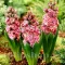 Bulbi Zambile Eros (Hyacinthus)