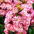 Bulbi Zambile Eros (Hyacinthus)