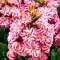 Bulbi Zambile Eros (Hyacinthus)