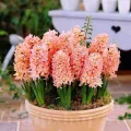 Bulbi Zambile Gipsy Queen (Hyacinthus)