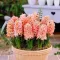 Bulbi Zambile Gipsy Queen (Hyacinthus)