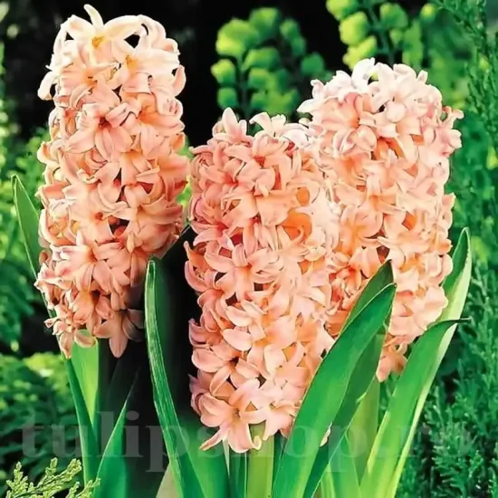 Bulbi Zambile Gipsy Queen (Hyacinthus) bulbi zambile gipsy queen plantare toamna