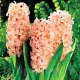 Bulbi Zambile Gipsy Queen (Hyacinthus) bulbi zambile gipsy queen plantare toamna