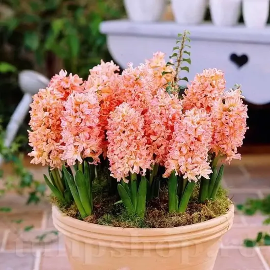 Bulbi Zambile Gipsy Queen (Hyacinthus) bulbi zambile gipsy queen portocaliu somon