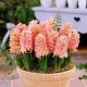 Bulbi Zambile Gipsy Queen (Hyacinthus) bulbi zambile gipsy queen portocaliu somon
