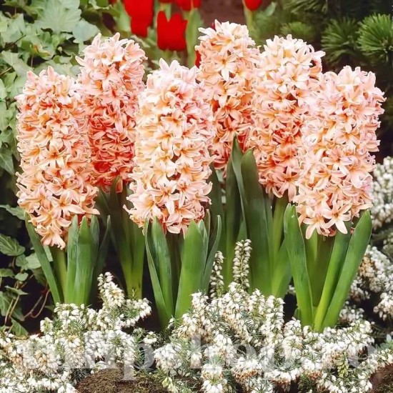 Bulbi Zambile Gipsy Queen (Hyacinthus)