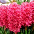 Bulbi Zambile Jan Boss (Hyacinthus)