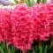 Bulbi Zambile Jan Boss (Hyacinthus)