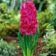 bulbi zambile jan boss rosu fucsia parfumat