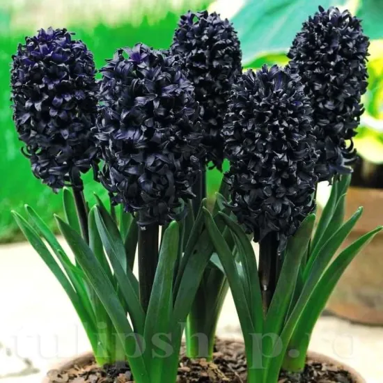 Bulbi Zambile Midnight Sky (Hyacinthus) bulbi zambile midnight sky parfumate tulipshop