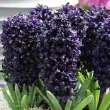 Bulbi Zambile Midnight Sky (Hyacinthus) bulbi zambile midnight sky plantare toamna gradina 110x110