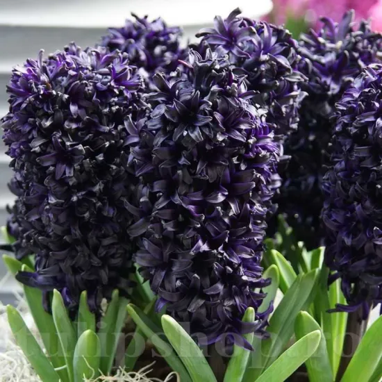 Bulbi Zambile Midnight Sky (Hyacinthus) bulbi zambile midnight sky plantare toamna gradina