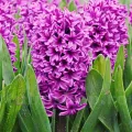 Bulbi Zambile Miss Saigon (Hyacinthus)