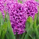 Bulbi Zambile Miss Saigon (Hyacinthus) bulbi zambile miss saigon gradina ghiveci