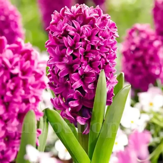 Bulbi Zambile Miss Saigon (Hyacinthus) bulbi zambile miss saigon mov intens parfumat