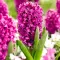 Bulbi Zambile Miss Saigon (Hyacinthus)
