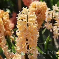 Bulbi Zambile Odysseus (Hyacinthus)
