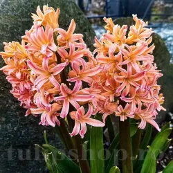 Bulbi Zambile Odysseus (Hyacinthus)