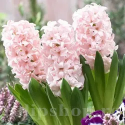 Bulbi Zambile Pink Elephant (Hyacinthus) Bulbi Zambile Pink Elephant (Hyacinthus)
