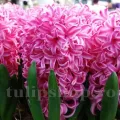 Bulbi Zambile Pink Pearl (Hyacinthus)