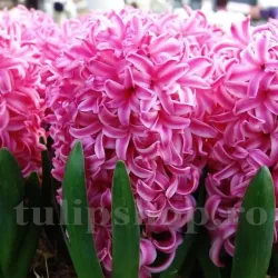 Bulbi Zambile Pink Pearl (Hyacinthus)