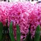 Bulbi Zambile Pink Pearl (Hyacinthus)