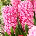 Bulbi Zambile Pink Pearl (Hyacinthus)