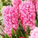 Bulbi Zambile Pink Pearl (Hyacinthus) bulbi zambile pink pearl gradina ghiveci