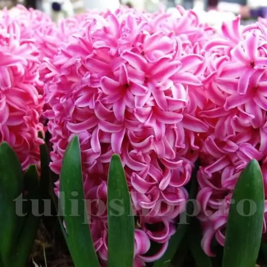 Bulbi Zambile Pink Pearl (Hyacinthus) bulbi zambile pink pearl roz intens parfumat