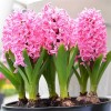 Bulbi Zambile Pink Pearl (Hyacinthus)
