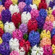 Pachet Bulbi Zambile Premium Mix30 (Hyacinthus) bulbi zambile premium mix30 gradina primavara 110x110