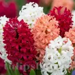 Pachet Bulbi Zambile Premium Mix30 (Hyacinthus) bulbi zambile premium mix30 multicolor 110x110